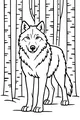 Free Wolf Coloring Page - Calm Wolf in Birch Forest (Printable PDF)