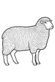Free Sheep Coloring Page - Fluffy Farm Friend Standing Still (Printable PDF)