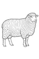 Free Sheep Coloring Page - Woolly Barnyard Friend Standing Tall (Printable PDF)