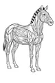 Free Zebra Coloring Page - Side View Safari Wildlife (Printable PDF)