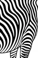 Free Zebra Coloring Page - Close-Up Wavy Stripes Pattern (Printable PDF)