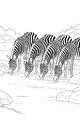 Free Zebra Coloring Page - Herd Drinking at Watering Hole (Printable PDF)